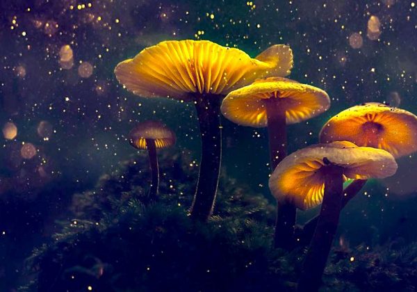 Amazing Mental Health Benefits of Taking Psilocybin Mushrooms That We Overlook